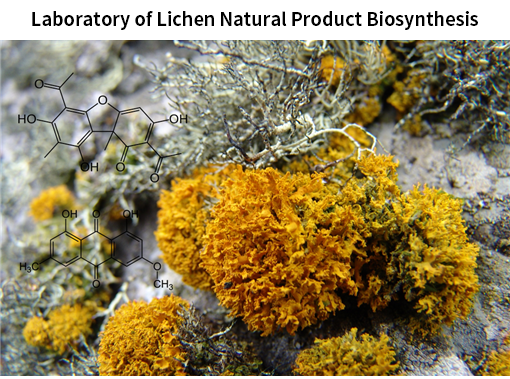 Laboratory of Lichen Natural Product Biosynthesis