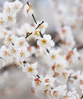 Ume flower image